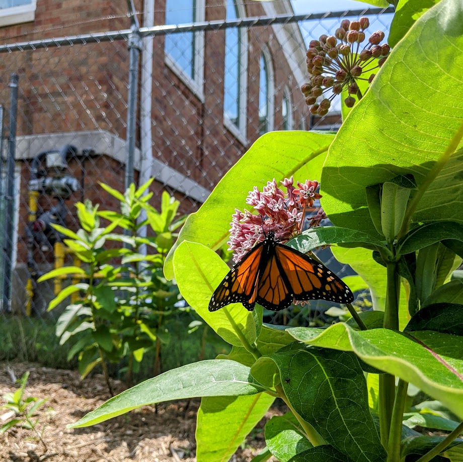A monarch butterfly enjoying the milkweed plants on the Cromaine Library grounds. 