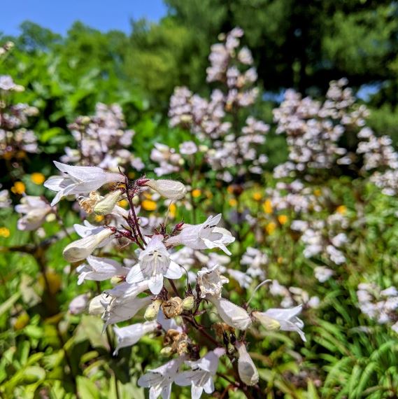 Foxglove beardtongue in the Library's native garden. 