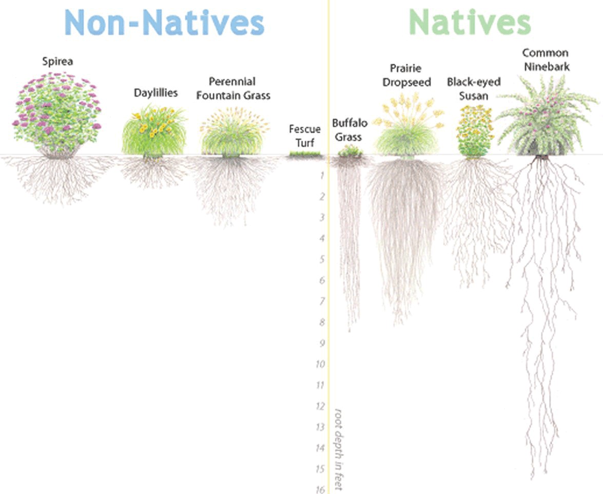 A visual comparison of the root depth of native vs. non-native plants. 
