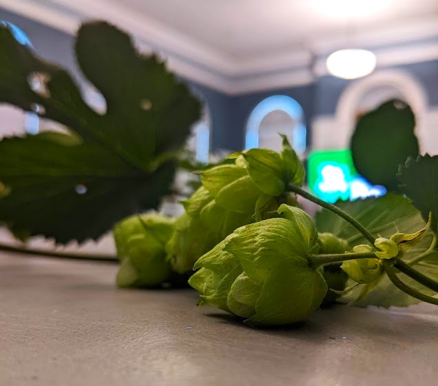 A close-up look at hop buds in the Community Room. 