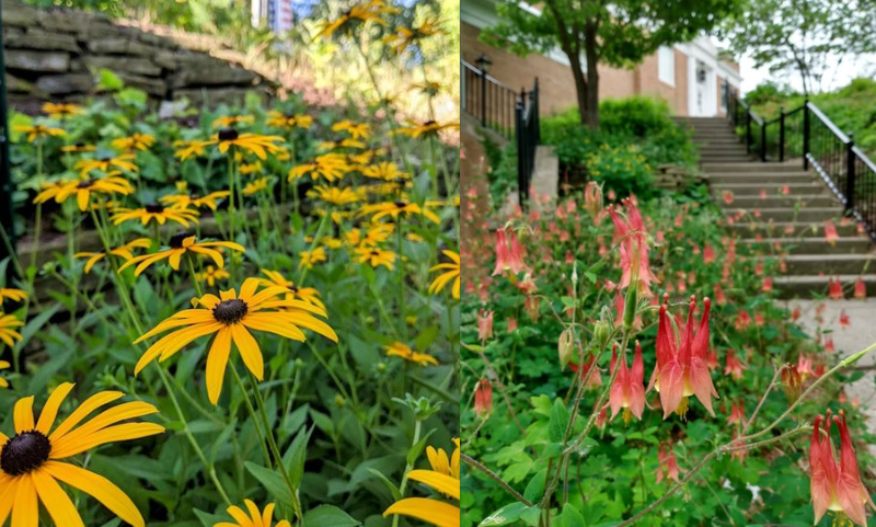 Native plants on the Library grounds. 