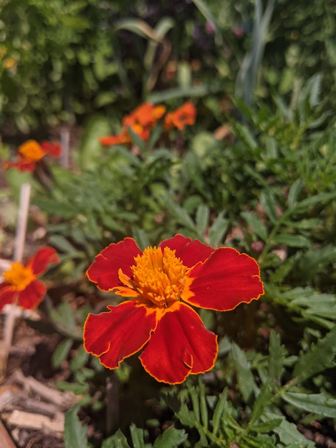 red marigolds