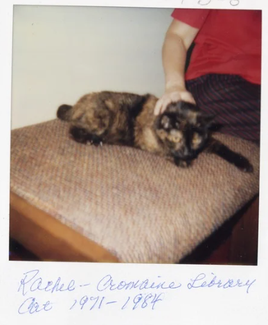 Labeled polaroid of Rachel, sitting on a stool and being petted by an unknown patron. 