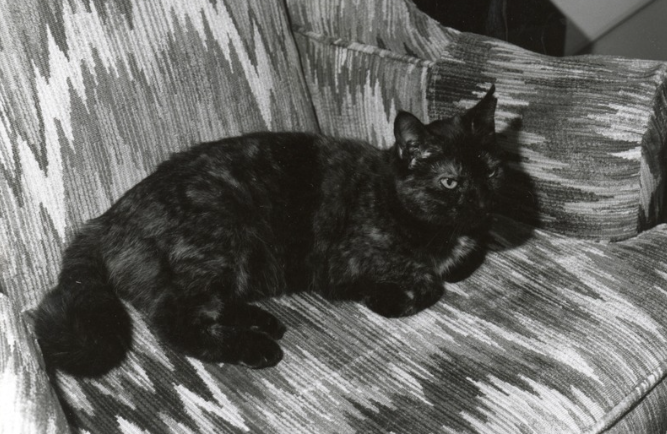 Rachel lounging on a patterned armchair. 