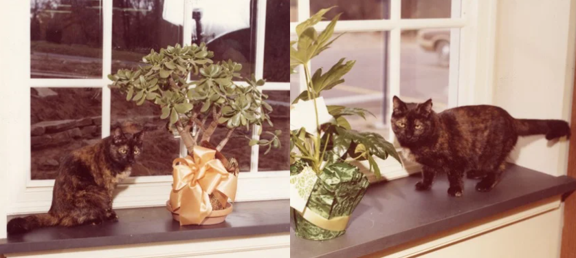 Two stills of Rachel on windowsills, next to potted plants. 