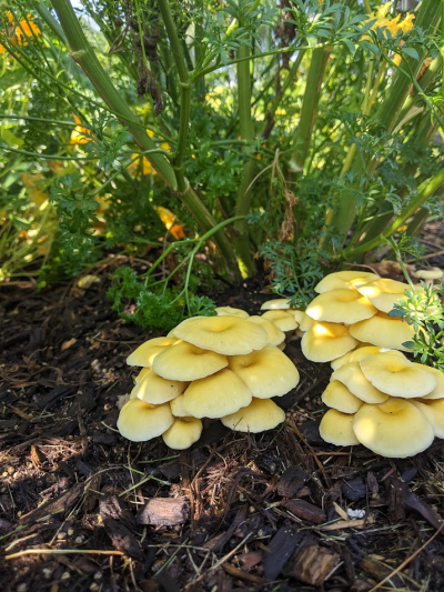 Oyster Mushrooms and the Cromaine Garden