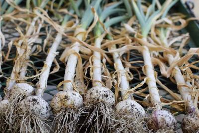 Thinking Sustainably: Growing Garlic
