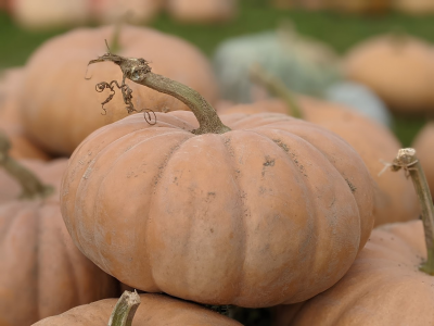 Thinking Sustainably: Growing Squash