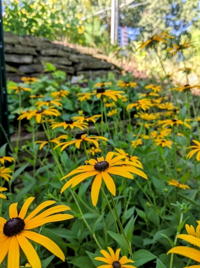A patch of black-eyed Susans in the native flower garden at Cromaine Library. 