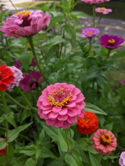 zinnias