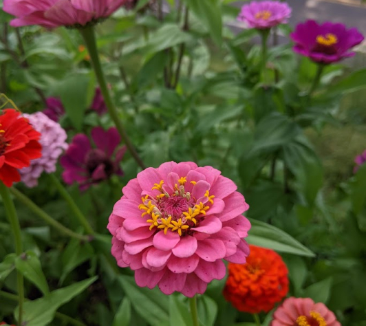 zinnias