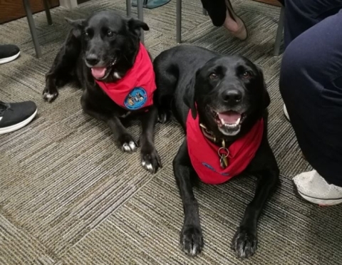 Two service dogs in the Library. 