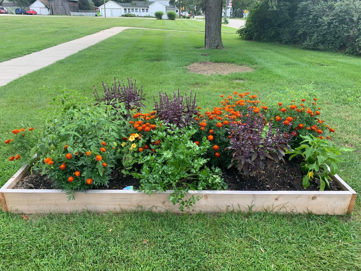 The raised bed vegetable garden on the South Lawn of the Library. 