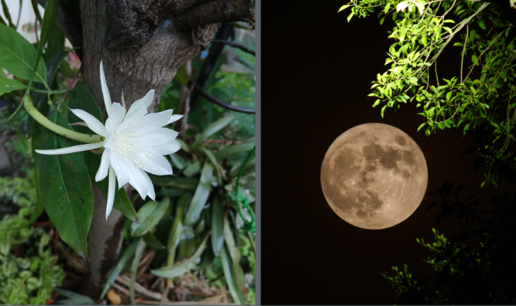 A photo of a white flower blooming, next to a photo of the moon with a flashlight highlighting foliage near it. 
